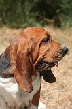 BASSET HOUND 179